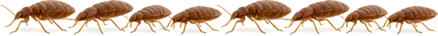 fila di cimici dei letti