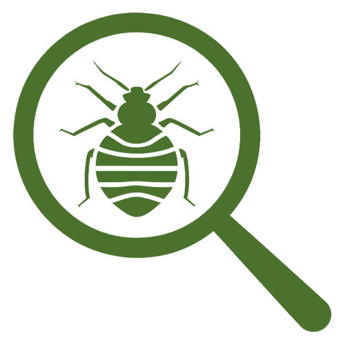 lente di ingrandimento con cimice dei letti per ispezione infestazione cimici letti